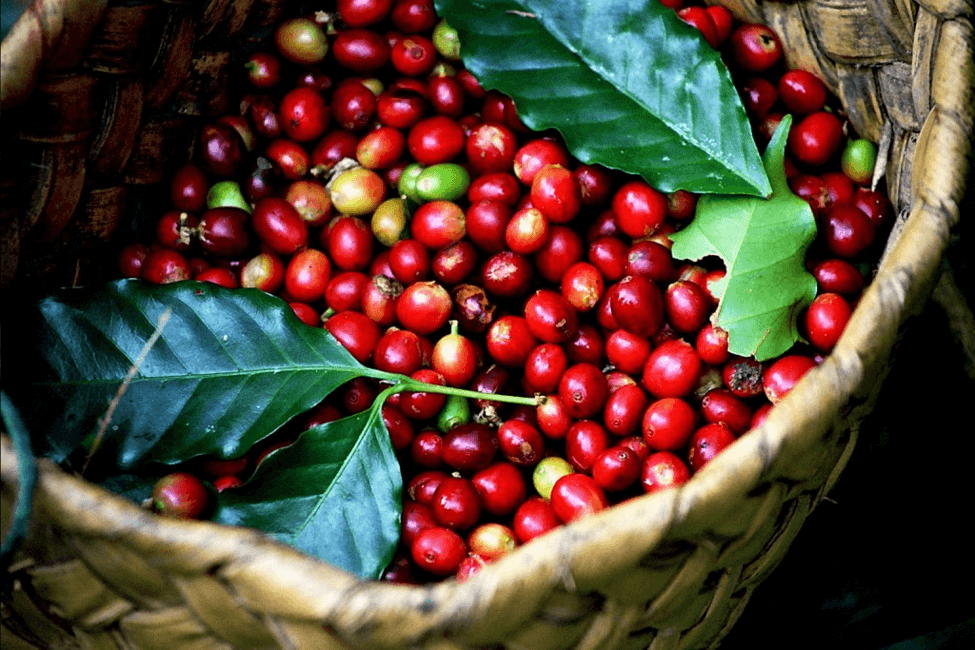 Tương lai của thị trường cà phê robusta